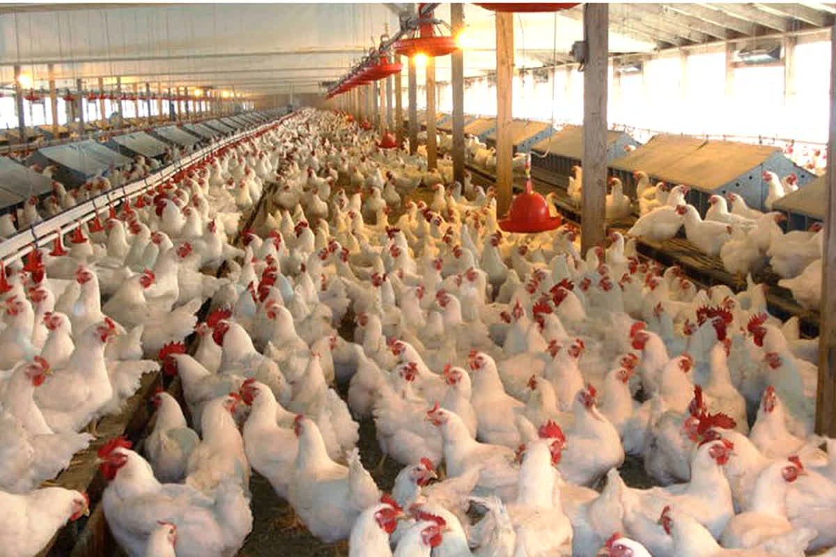 कुक्कुटपालन व्यवसाय कसा करावा?