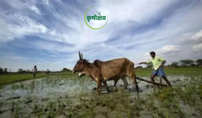 अवकाळी पावसामुळे नाशिकमध्ये कांदा पिकाचे मोठे नुकसान