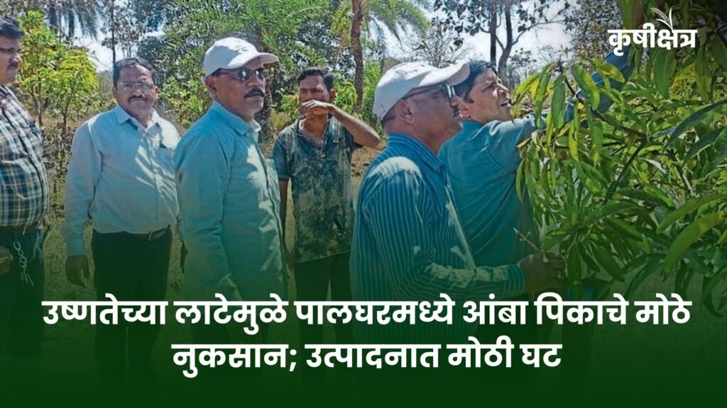 उष्णतेच्या लाटेमुळे पालघरमध्ये आंबा पिकाचे मोठे नुकसान; उत्पादनात मोठी घट